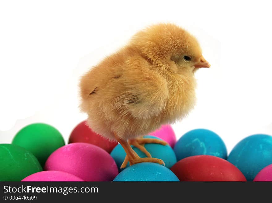 Little yellow chicken sitting on coloured eggs