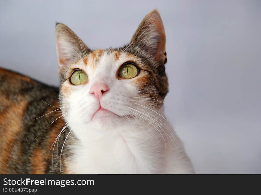 Close-up of a cute cat looking around. Subject is my cat - Leska. Close-up of a cute cat looking around. Subject is my cat - Leska.