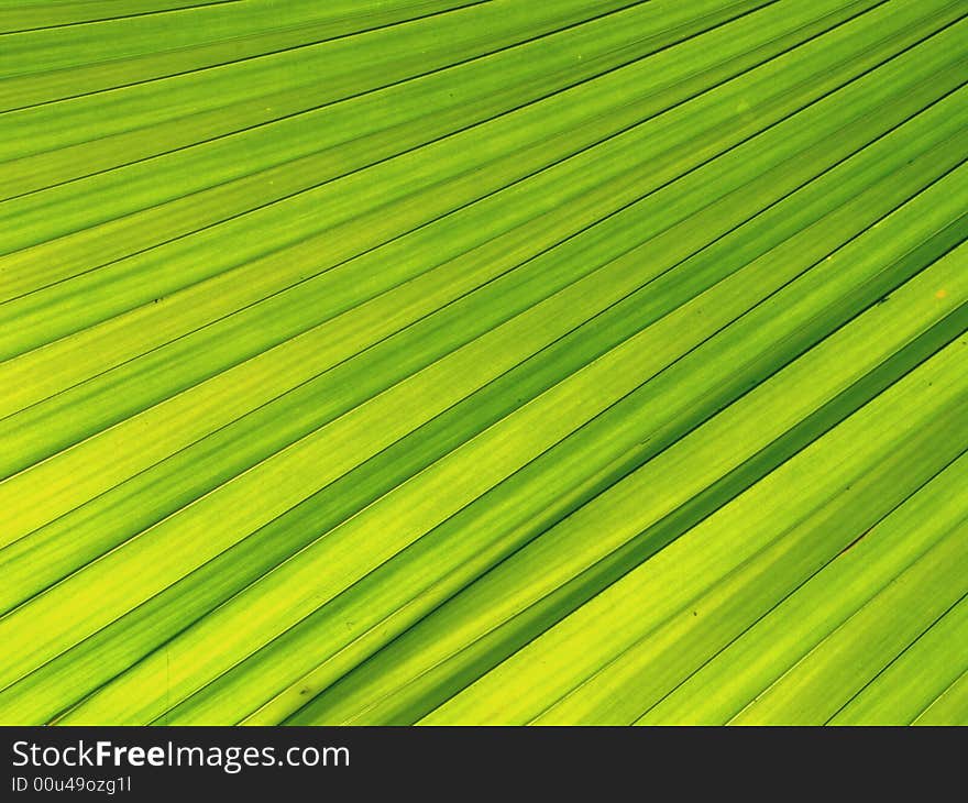 Close up of green leave texture