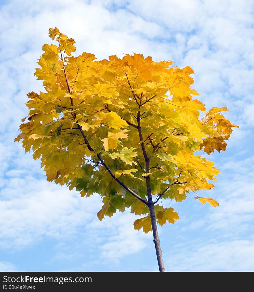 Young maple in autumn