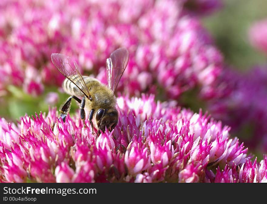 Bee on crassula