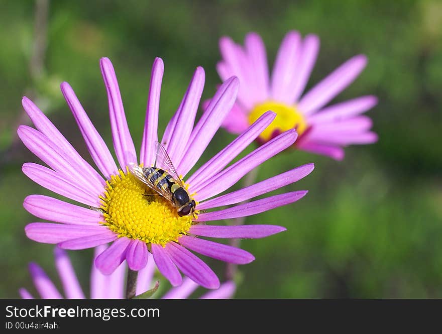 Hoverfly On The Aster