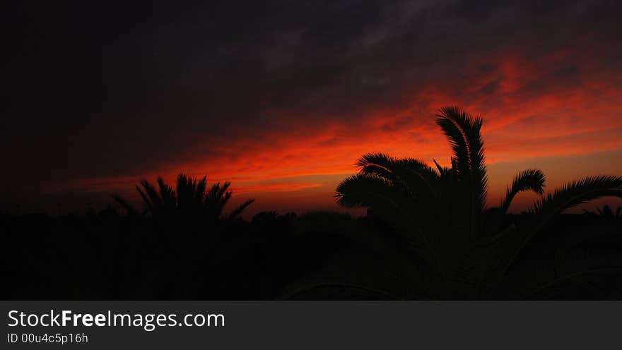 Crimson Decline In Palm Trees