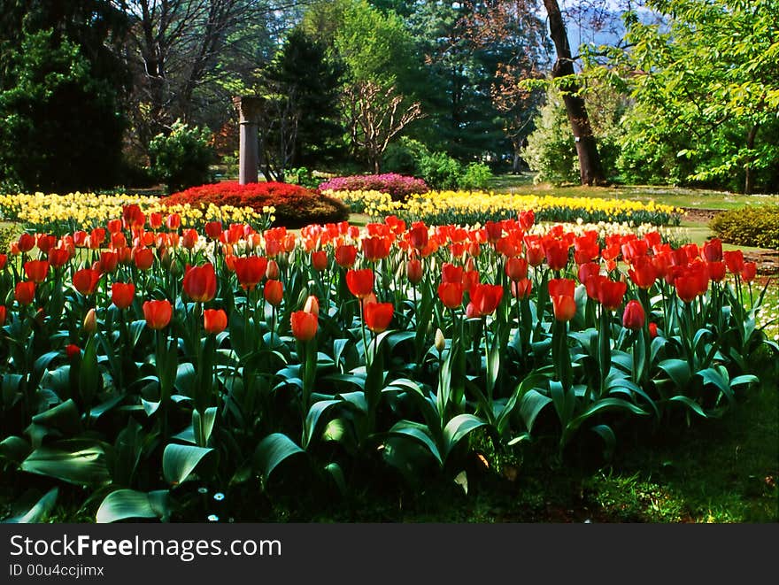 Tulips