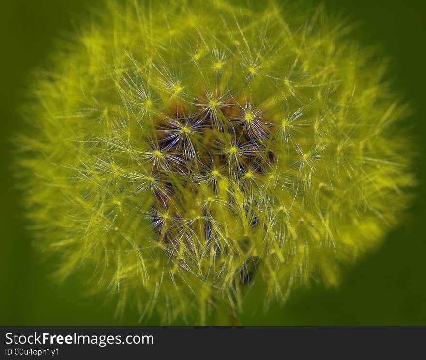 Magic dandelion