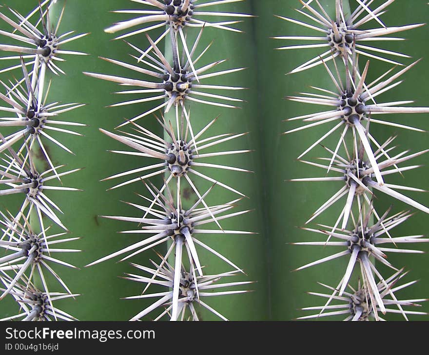 Prickly thorns of an old desert cactus. Prickly thorns of an old desert cactus.