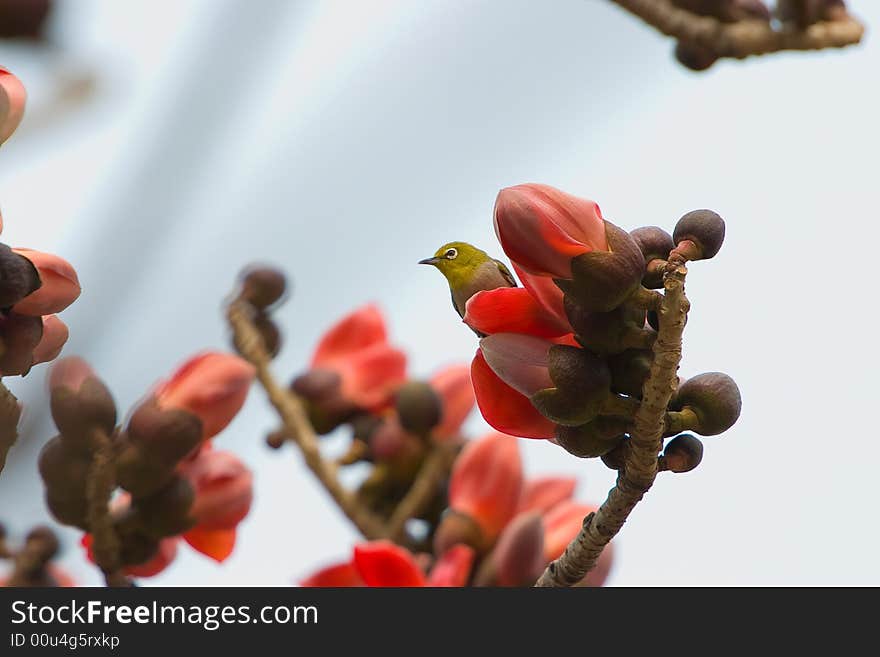 Kapok blossom ,a bird and many flowers in the branch of the ceiba