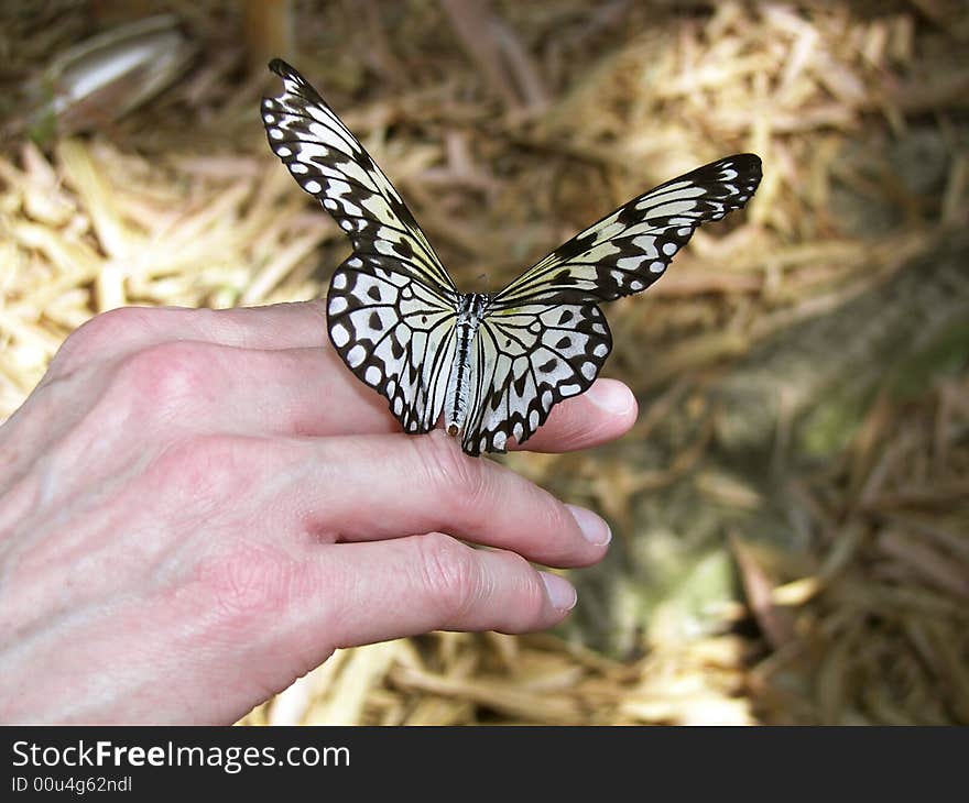 Tree Nymph butterfly resting on a woman's hand. Tree Nymph butterfly resting on a woman's hand.