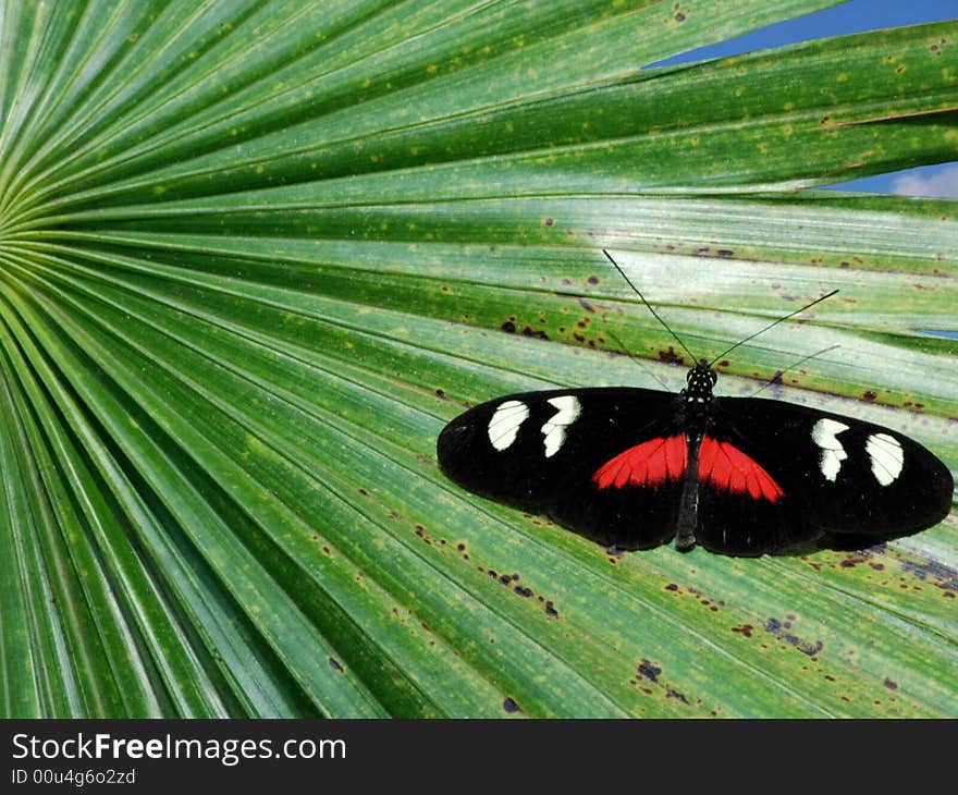 Postman butterfly on a tropical leaf. Postman butterfly on a tropical leaf.