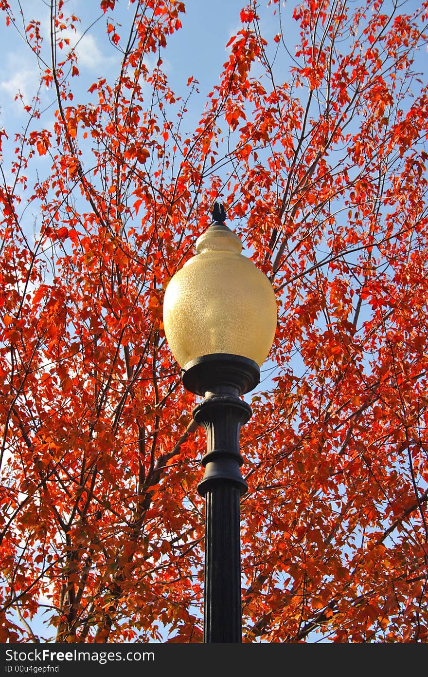 Stock image of fall foliage at Boston Public Garden