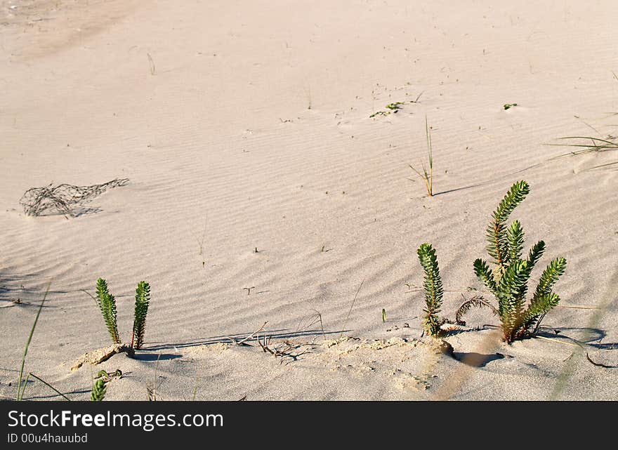 Fat plant on the beach