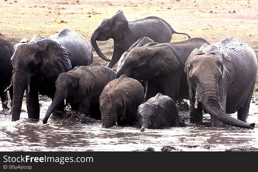 A family of African elephants  have bath in the mud . Three baby-elephants stand in a row according to their height. The picture was taken in Botswana, Southern Africa. A family of African elephants  have bath in the mud . Three baby-elephants stand in a row according to their height. The picture was taken in Botswana, Southern Africa.