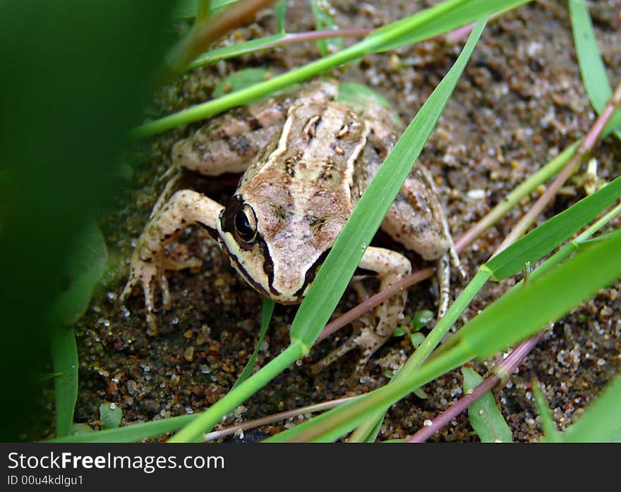 Frog in green grass close-up