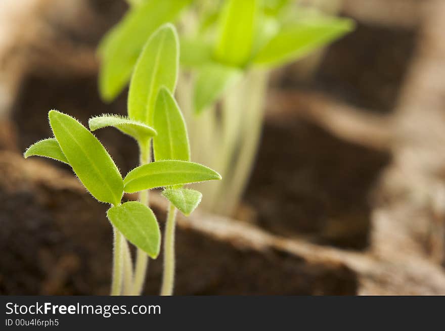 Sprouting Plants in Rows - macro