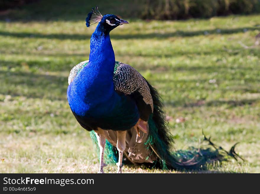 Peacock into the wild looking