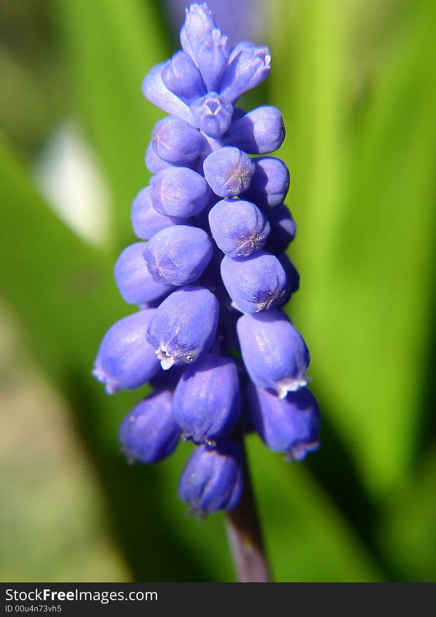 Violet flower which bloom on Polish spring