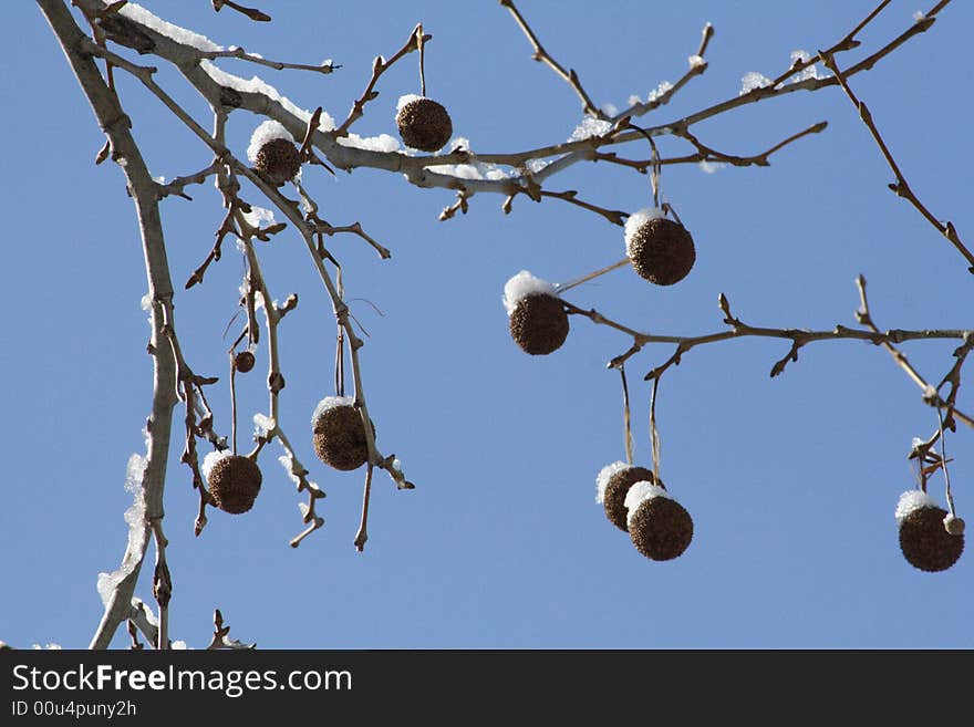 Sycamore tree fruit laced with ice and snow against a cloudless blue sky. Sycamore tree fruit laced with ice and snow against a cloudless blue sky