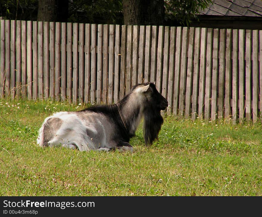 A goat and a fence