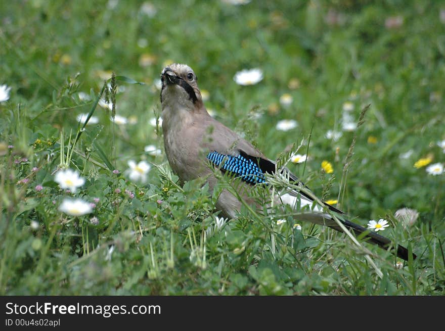 A beautiful wild jay bird. A beautiful wild jay bird