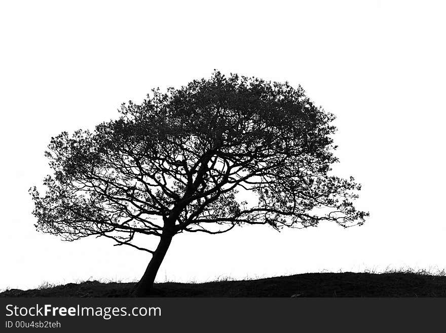 Leaning hawthorn tree, in silhouette, caused by wind, set against a white background. In monochrome.