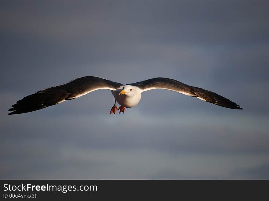 Sea Gull with wings outstretched