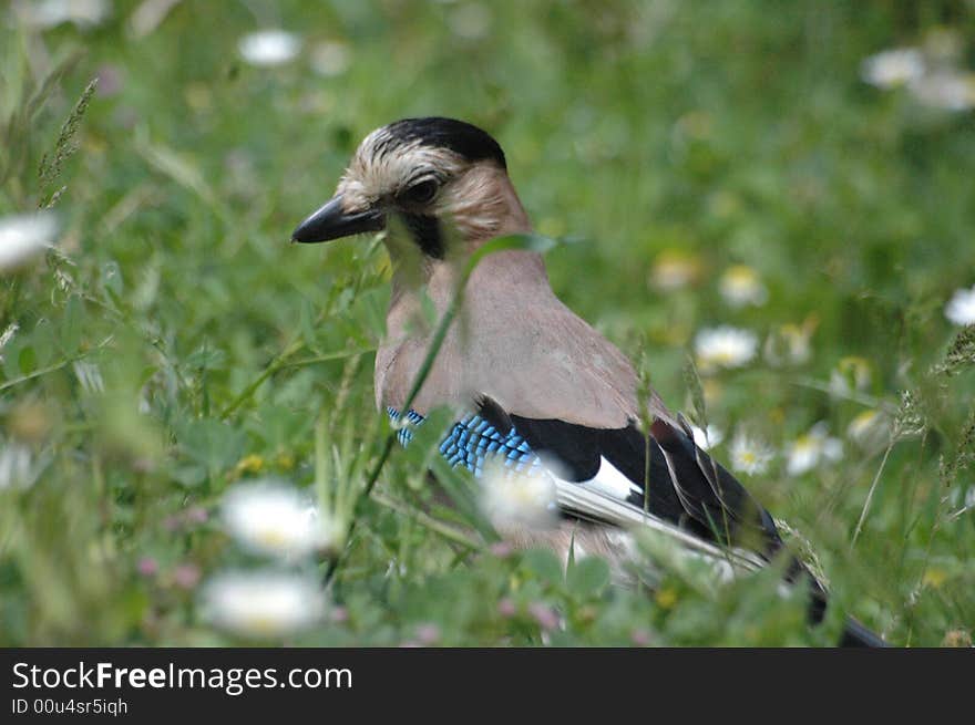 A beautiful wild jay bird. A beautiful wild jay bird