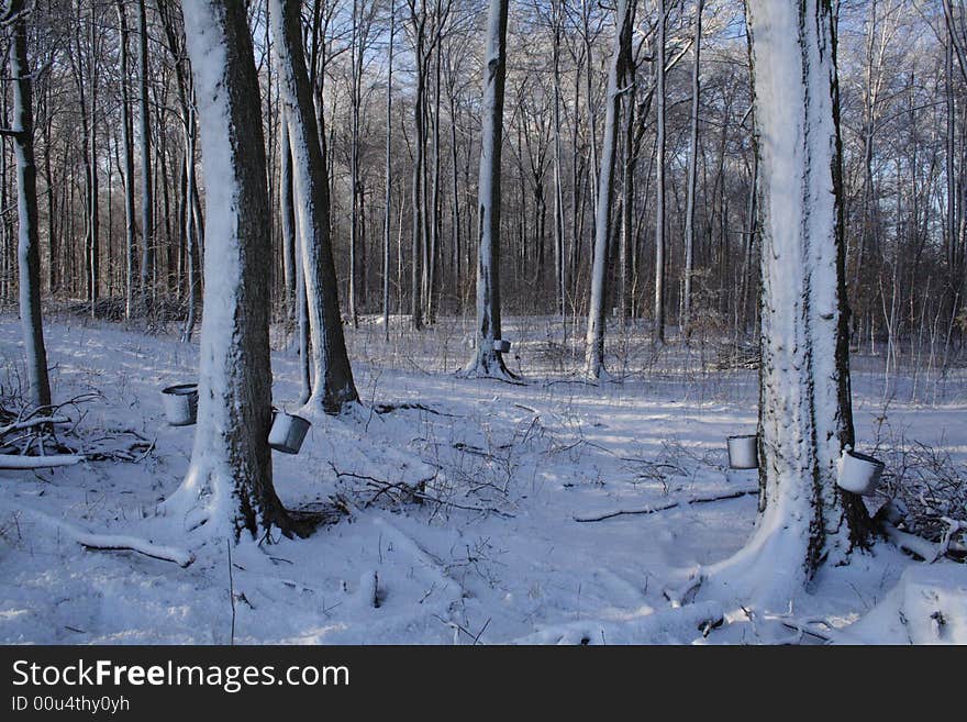 Metal pails collecting maple sap from trees in a maple grove.  Spring snow storm slows the production.