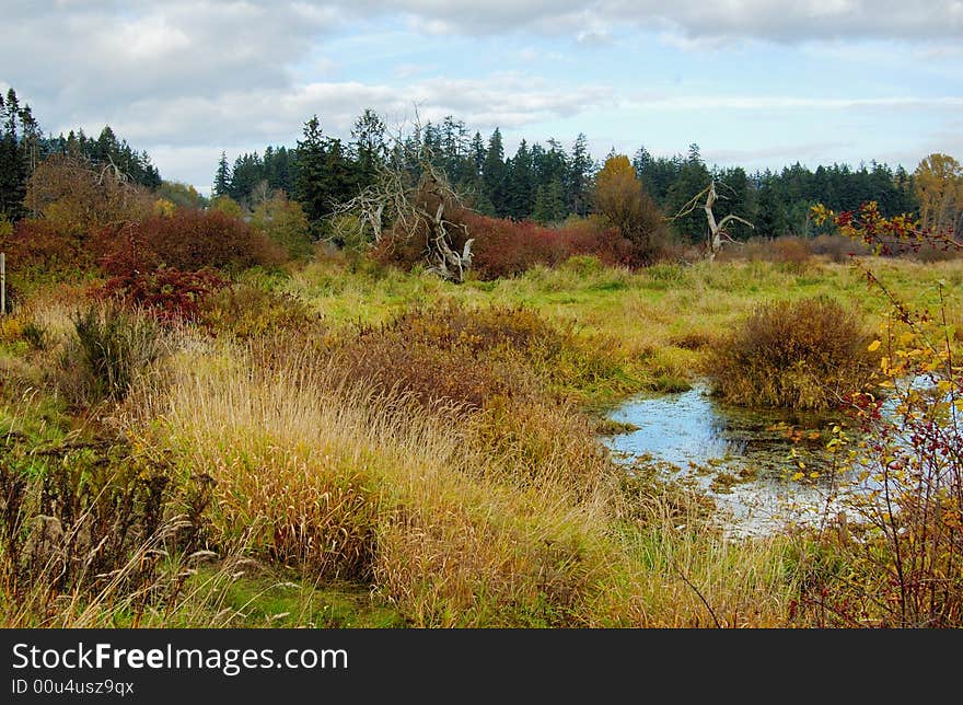 Marshes In The Autumn