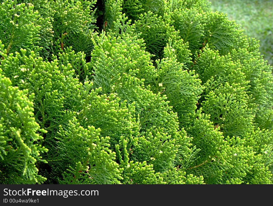 Close up of green leave texture