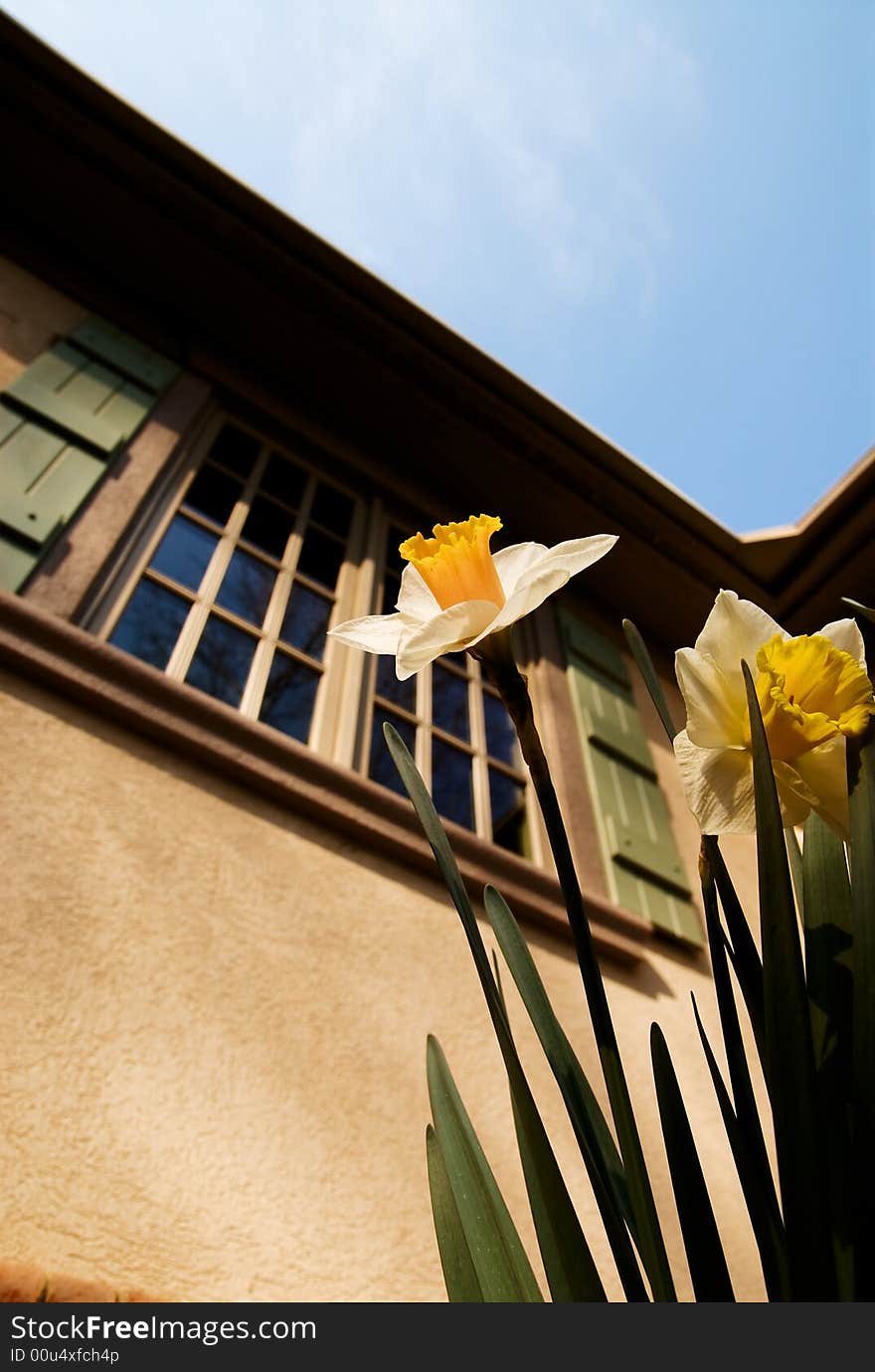 A daffodil flower