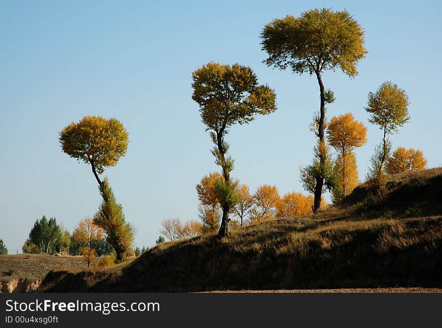 Grassland