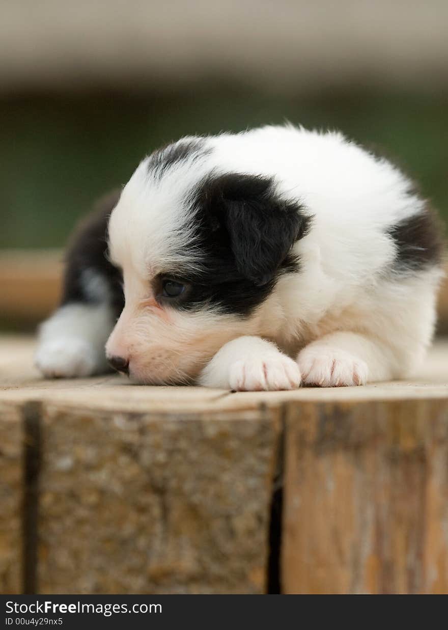 a lonely Collie dog baby siting ,Attention something