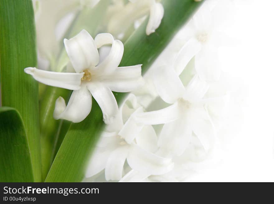 Beautiful background with a white hyacinth for a card