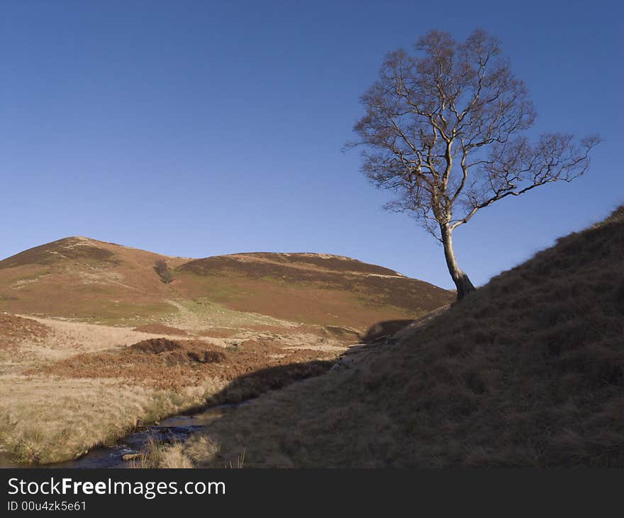 Birch tree on moorland hillsid