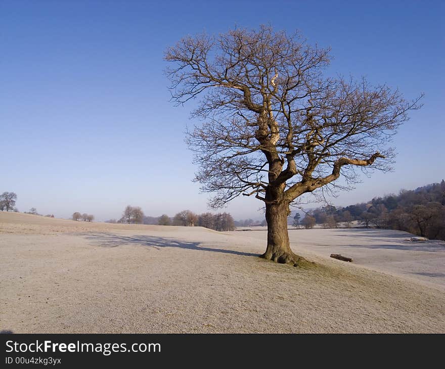 Tree in frosty park