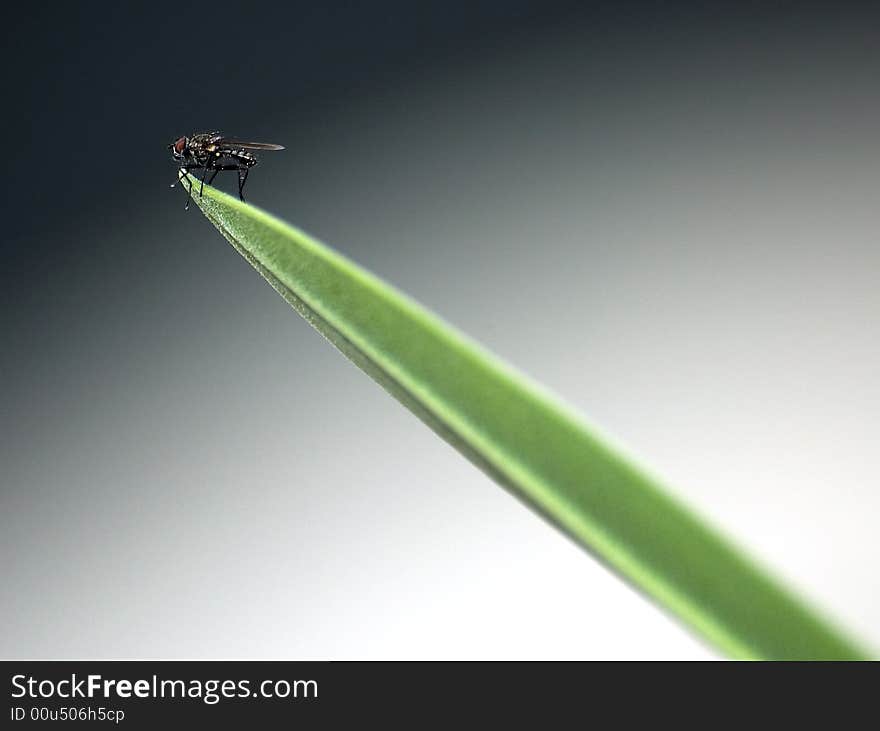 Fly on the tip of an Oleander leaf. Fly on the tip of an Oleander leaf