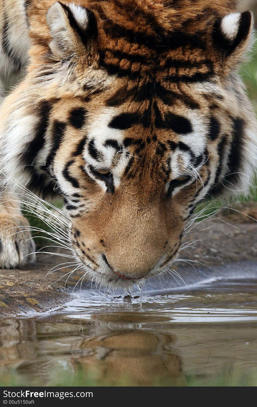 Tiger Drinking