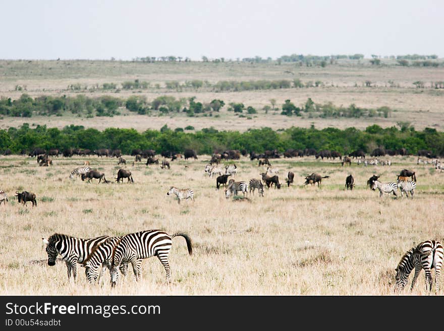 Gnu meeting