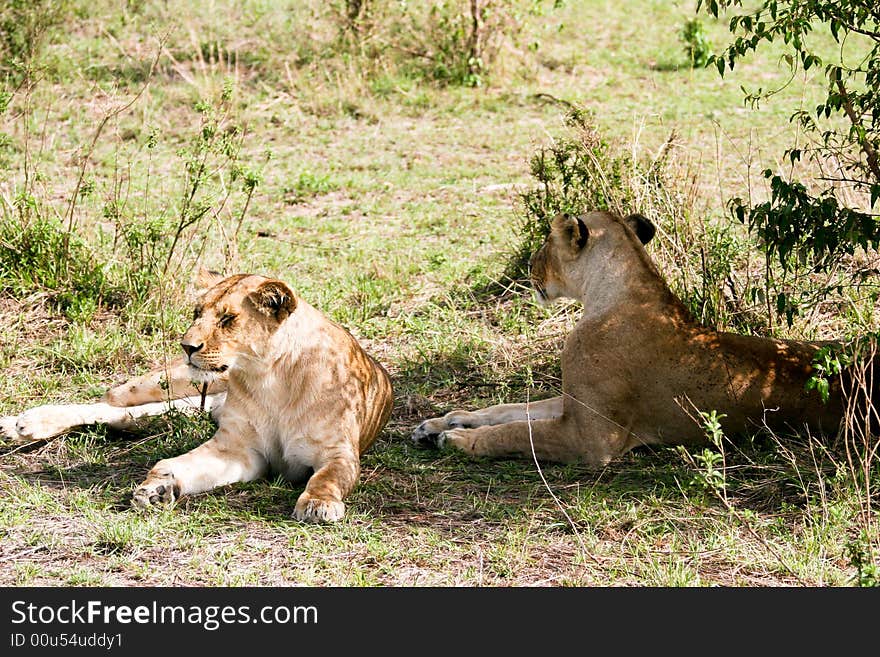 Lions At Rest