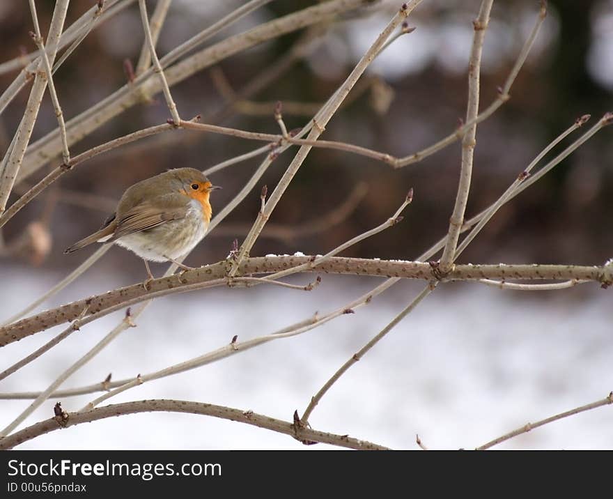 Winter Robin