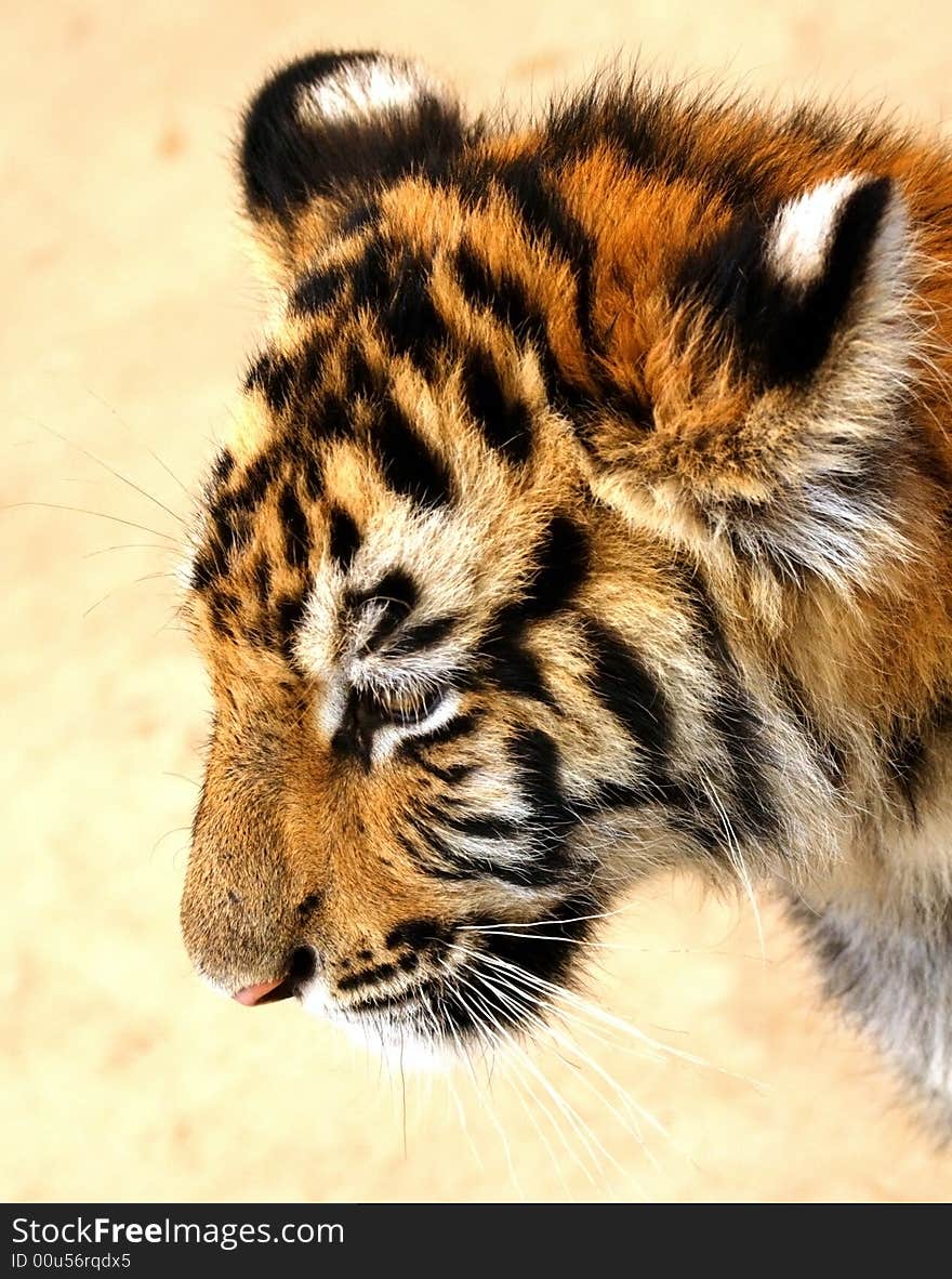 A head shot of a sad looking tiger cub. A head shot of a sad looking tiger cub