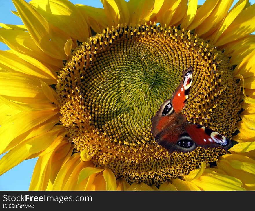 Butterfly on the yellow sunflower