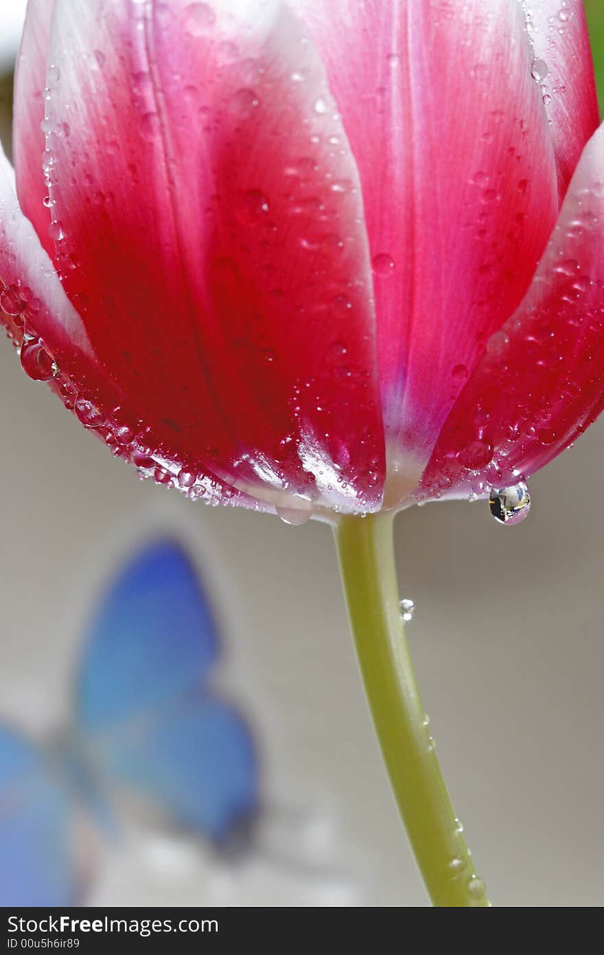 Red tulip with water drops