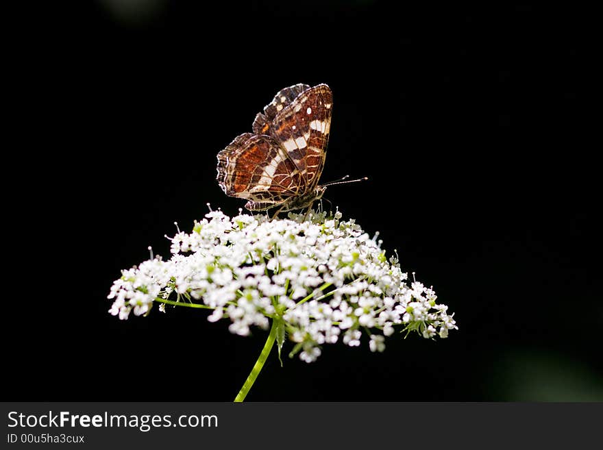 Butterfly sitting on white flowers