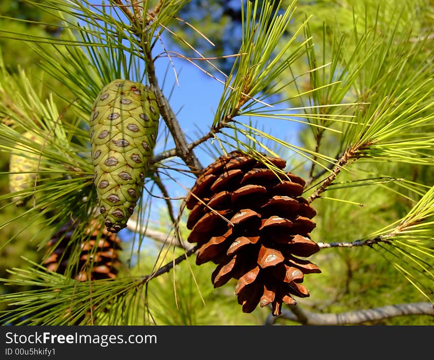 Fir cones on the tree