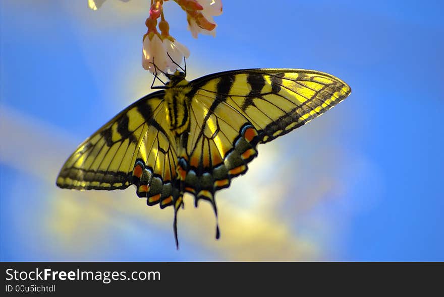 Close up view of a beautiful butterfly