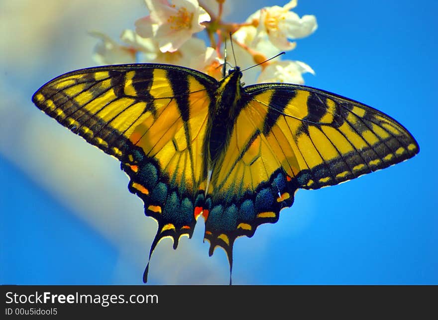 Close up view of a beautiful butterfly