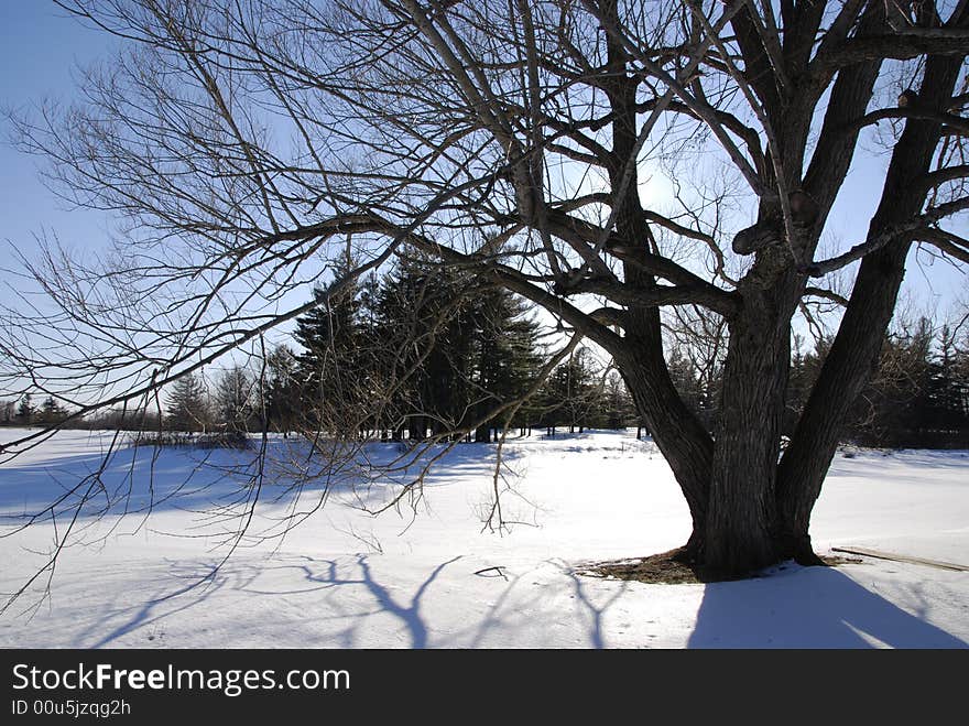 The late day sun casts shadows from the branches of an old tree onto the snow.  The tree sits on the bank of a frozen river. The late day sun casts shadows from the branches of an old tree onto the snow.  The tree sits on the bank of a frozen river.