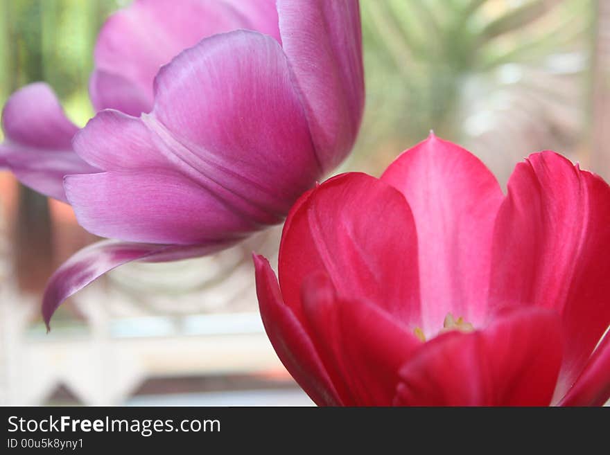 Purple and red tulips with green background. Purple and red tulips with green background.