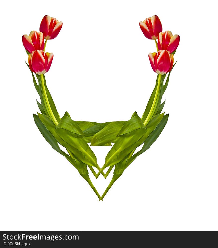 The Image of a vignette from tulips on a white background. The Image of a vignette from tulips on a white background